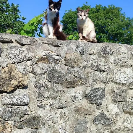 Casa Grande Con Jardin *